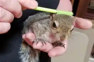Squirrel being brushed by mascara wand